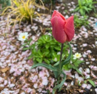 春の訪れを感じる：4月の花とチューリップの魅力