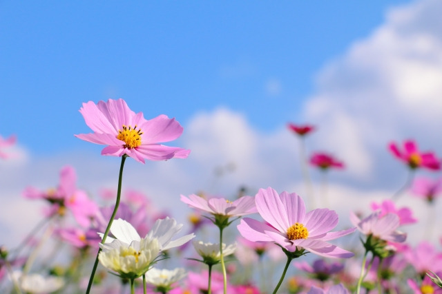 秋の訪れを感じる:ピンクのコスモス