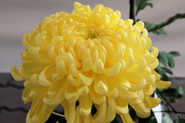 秋の風情:菊の魅力