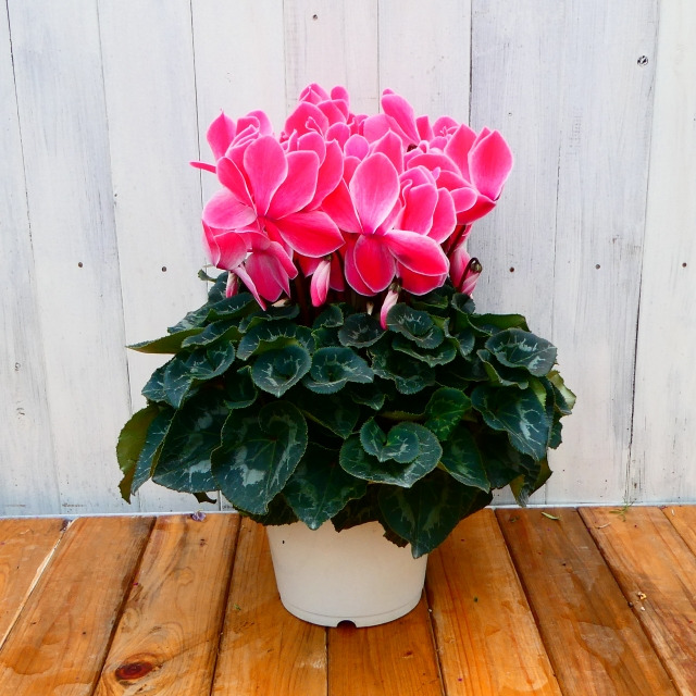 シクラメン 〜冬に彩りと温もりを届ける人気の鉢花〜