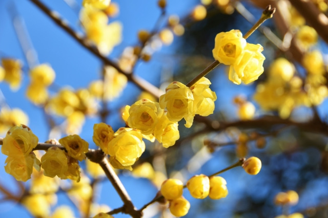 ロウバイ 〜冬の凛とした香りが漂う早春の花〜