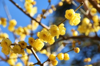 ロウバイ 〜冬の凛とした香りが漂う早春の花〜