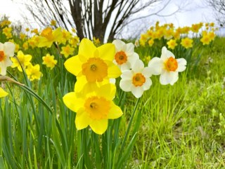 スイセン 〜春の訪れを告げる爽やかな黄色い花〜