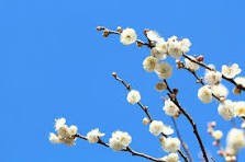 春のおすすめアクティビティ