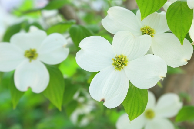 ハナミズキ 〜春を告げる爽やかな花木〜