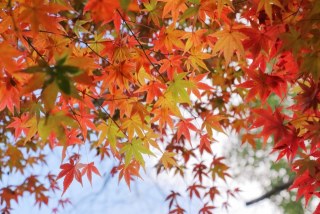 秋を感じる香り 〜深まる季節に心地よい香りを楽しむ〜